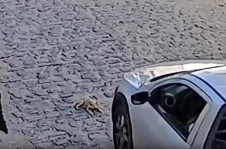 VÍDEO: Polícia identifica e indicia homem por atropelar e matar cão em Campina Grande