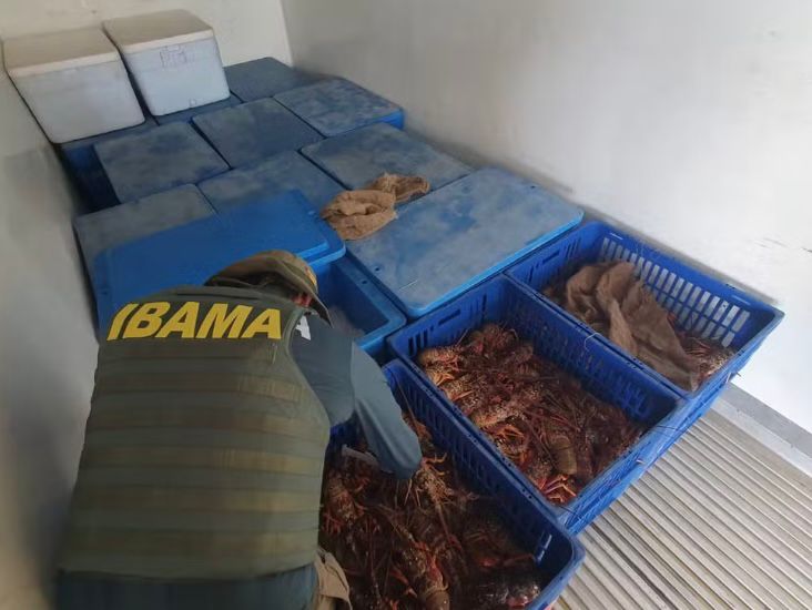 Mais de 600kg ilegais de lagosta são apreendidas pela PRF em Alhandra