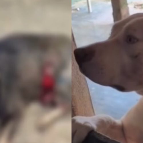Dona de Pitbull que matou dois cães em Cuité vai responder por negligência, diz polícia