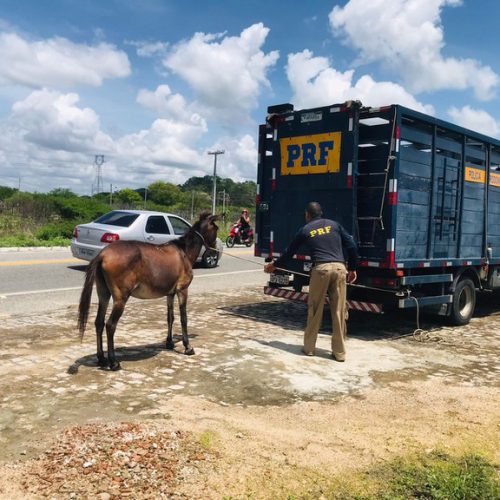 MPPB exige ação contra animais soltos em Santa Rita e alerta para riscos no trânsito