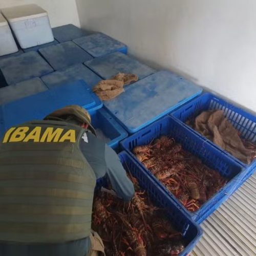 Mais de 600kg ilegais de lagosta são apreendidas pela PRF em Alhandra