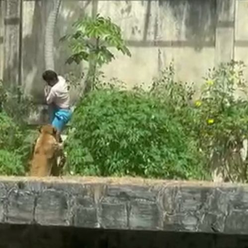 VÍDEO: Homem invade jaula e é morto por leoa no zoológico da Bica, em João Pessoa