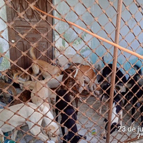 Quase 40 cães são resgatados em situação de maus-tratos em Campina Grande; tutor é preso