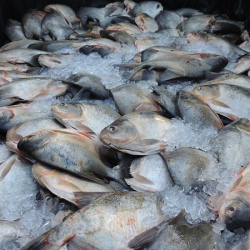 Após distribuição de peixe em cidade paraibana, população têm surto de intoxicação alimentar