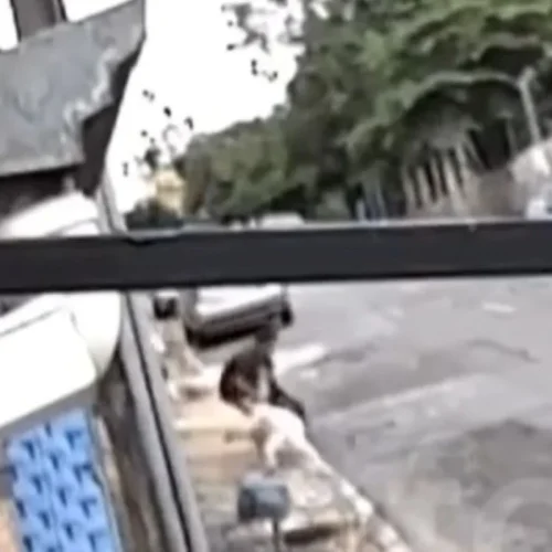 Cenas fortes: pit-bull foge de casa e ataca menina de 4 anos na rua