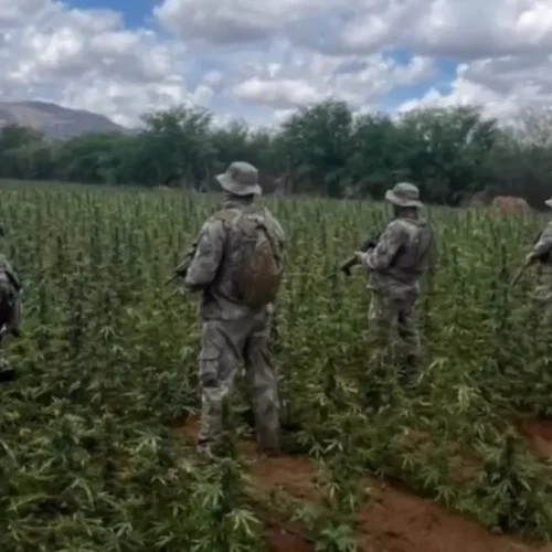 Operação destrói 72 mil pés de maconha e mais de uma tonelada da droga no Cariri da Paraíba