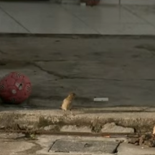 Criança morre esmagada após muro desabar em João Pessoa; suspeita é de falha estrutural