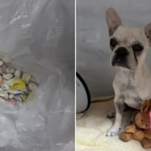 Tutora é presa depois de cachorro ingerir 55 pedras de crack