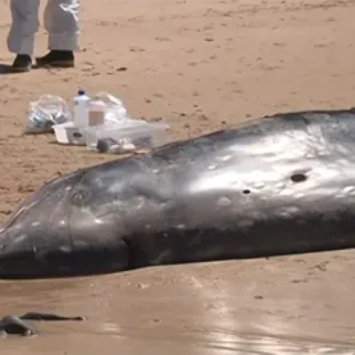 Baleia morre após encalhar em praia no Litoral Sul da Paraíba