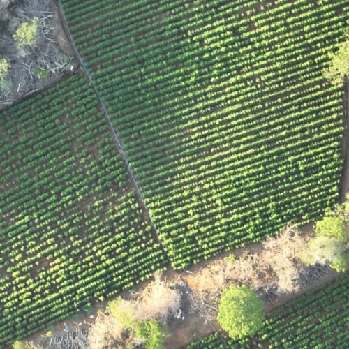 PF e PM encontram mais de 40 mil pés de maconha e desarticulam plantação no interior da Paraíba