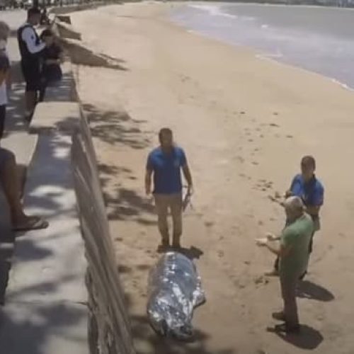 Foto: Reprodução/TV Correio