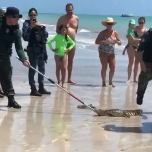 Jacaré é capturado na Praia de Camboinha, na Grande João Pessoa