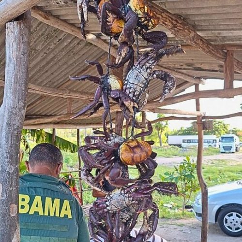 Operação apreende mais de 5 mil caranguejos que seriam vendidos na Paraíba