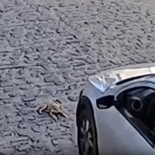VÍDEO: Polícia identifica e indicia homem por atropelar e matar cão em Campina Grande