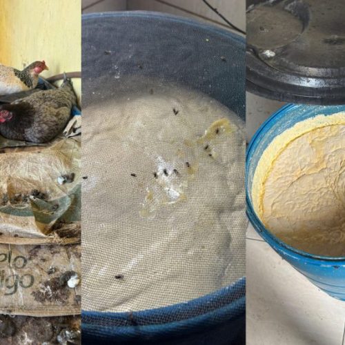 Fábrica de queijo clandestina é interditada no interior da Paraíba