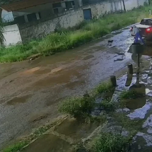 Crueldade: homem desce de carro, abandona 5 cachorros e vai embora; veja vídeo